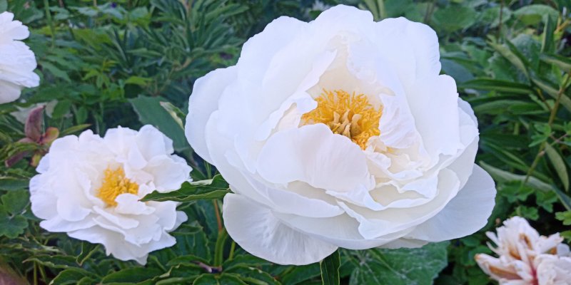 Paeonia lactiflora 'Jan van Leeuwen'